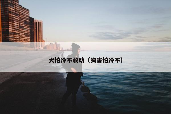 犬怕冷不敢动（狗害怕冷不）