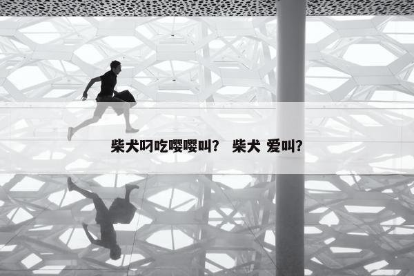 柴犬叼吃嘤嘤叫？ 柴犬 爱叫？