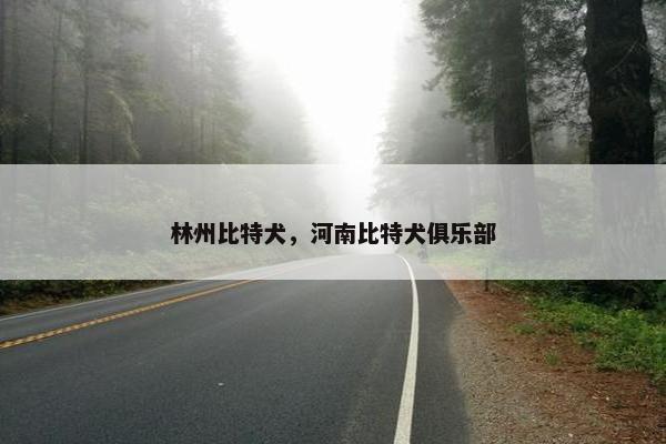 林州比特犬，河南比特犬俱乐部