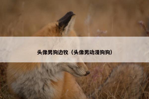 头像男狗边牧（头像男动漫狗狗）