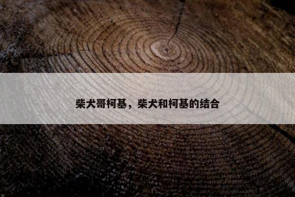 柴犬哥柯基，柴犬和柯基的结合