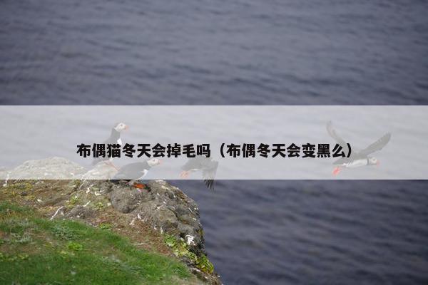 布偶猫冬天会掉毛吗（布偶冬天会变黑么）