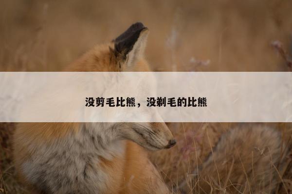 没剪毛比熊，没剃毛的比熊