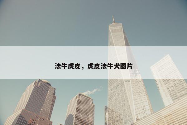 法牛虎皮，虎皮法牛犬图片