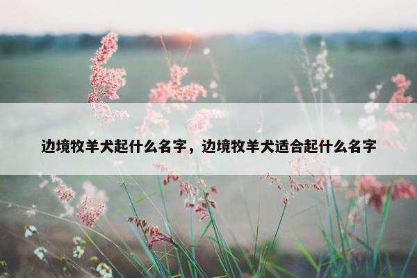 边境牧羊犬起什么名字，边境牧羊犬适合起什么名字