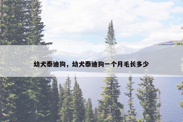 幼犬泰迪狗，幼犬泰迪狗一个月毛长多少