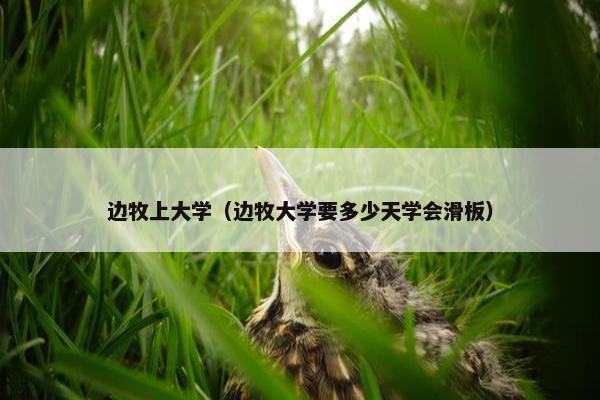 边牧上大学（边牧大学要多少天学会滑板）