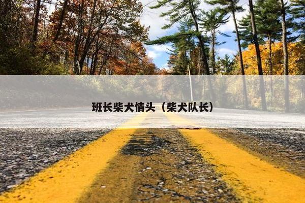 班长柴犬情头（柴犬队长）