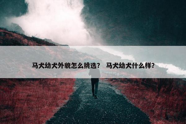 马犬幼犬外貌怎么挑选？ 马犬幼犬什么样？
