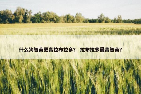 什么狗智商更高拉布拉多？ 拉布拉多最高智商？