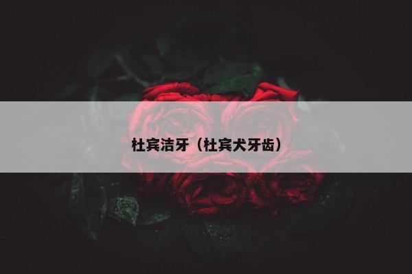 杜宾洁牙（杜宾犬牙齿）