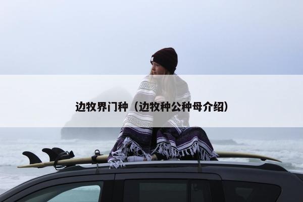 边牧界门种（边牧种公种母介绍）