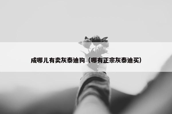 成哪儿有卖灰泰迪狗（哪有正宗灰泰迪买）