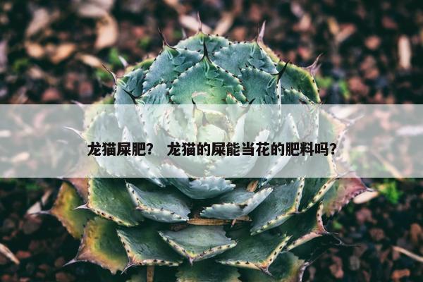 龙猫屎肥？ 龙猫的屎能当花的肥料吗？