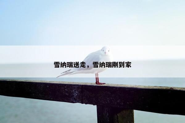 雪纳瑞送走，雪纳瑞刚到家