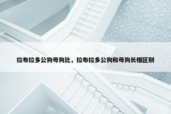 拉布拉多公狗母狗比，拉布拉多公狗和母狗长相区别