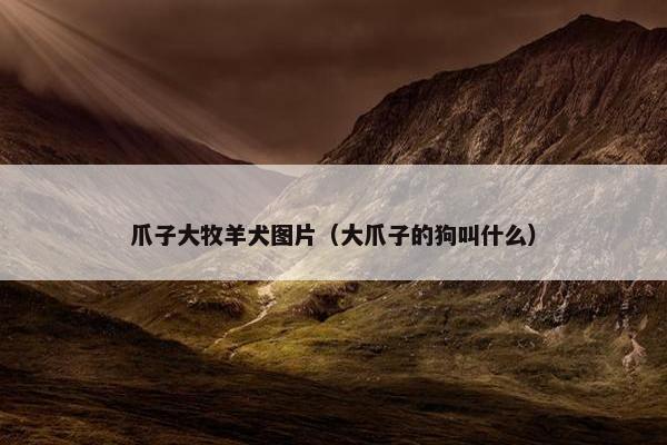 爪子大牧羊犬图片（大爪子的狗叫什么）