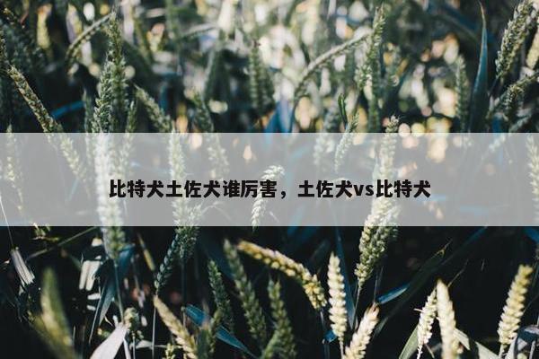 比特犬土佐犬谁厉害，土佐犬vs比特犬