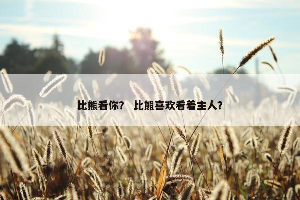 比熊看你？ 比熊喜欢看着主人？