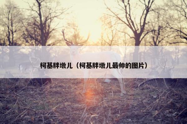 柯基胖墩儿（柯基胖墩儿最帅的图片）