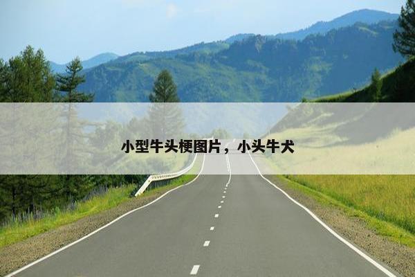 小型牛头梗图片，小头牛犬