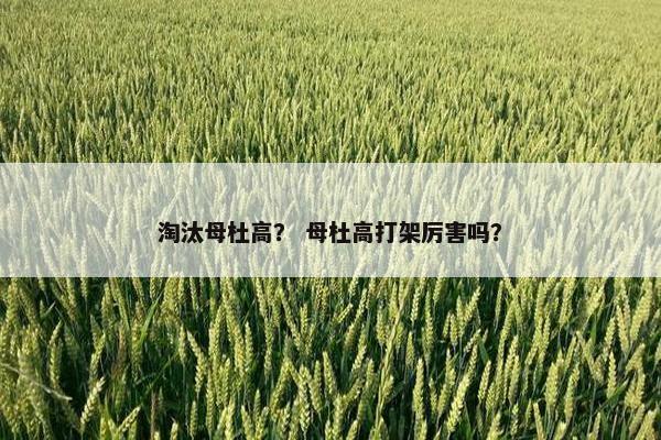 淘汰母杜高？ 母杜高打架厉害吗？