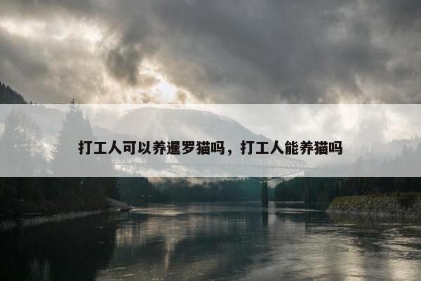 打工人可以养暹罗猫吗，打工人能养猫吗
