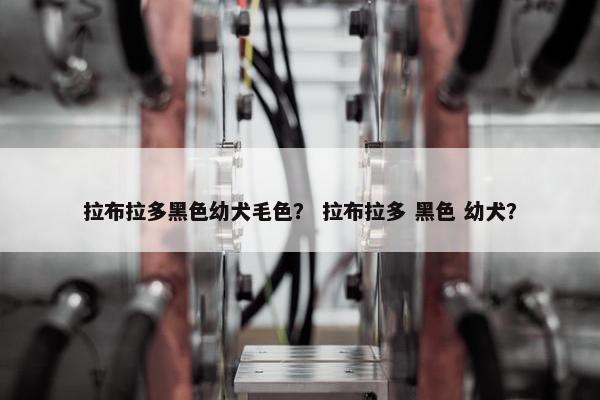 拉布拉多黑色幼犬毛色？ 拉布拉多 黑色 幼犬？