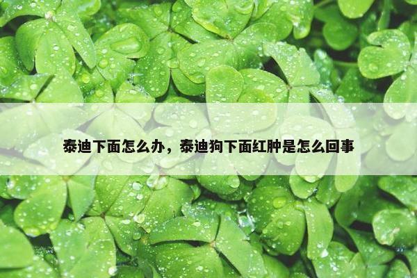 泰迪下面怎么办，泰迪狗下面红肿是怎么回事