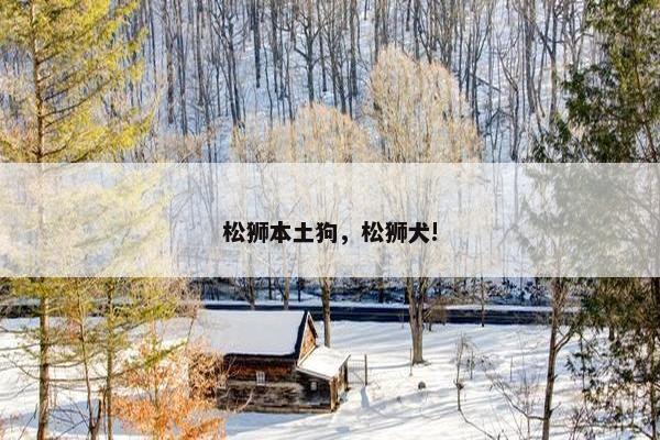 松狮本土狗，松狮犬!