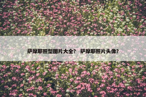 萨摩耶照型图片大全？ 萨摩耶照片头像？