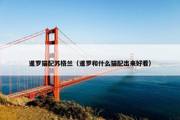 暹罗猫配苏格兰（暹罗和什么猫配出来好看）