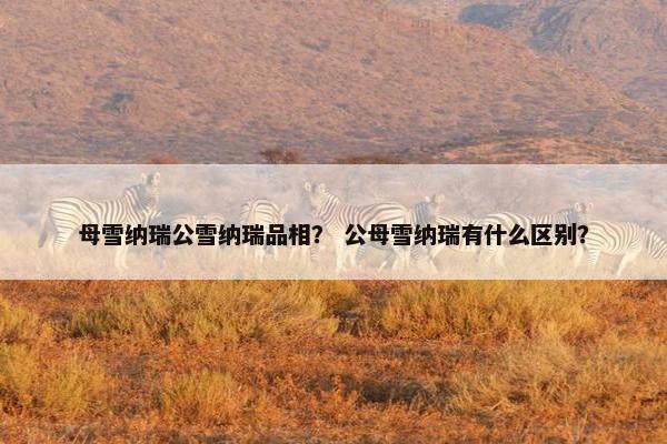 母雪纳瑞公雪纳瑞品相？ 公母雪纳瑞有什么区别？