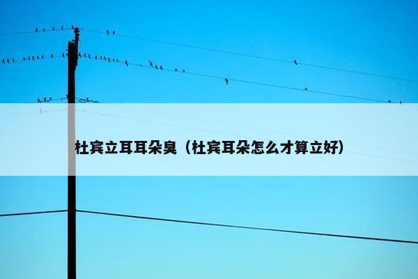 杜宾立耳耳朵臭（杜宾耳朵怎么才算立好）