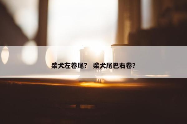 柴犬左卷尾？ 柴犬尾巴右卷？
