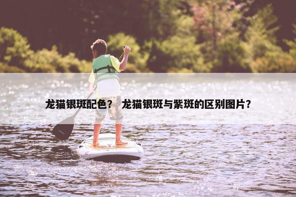龙猫银斑配色？ 龙猫银斑与紫斑的区别图片？
