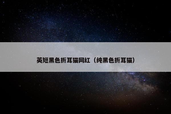 英短黑色折耳猫网红（纯黑色折耳猫）