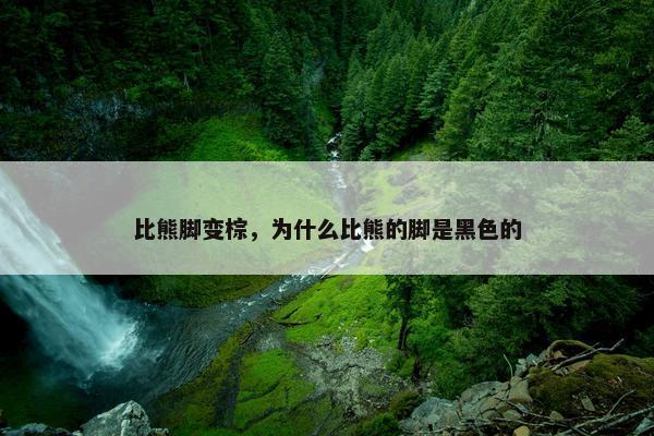 比熊脚变棕，为什么比熊的脚是黑色的