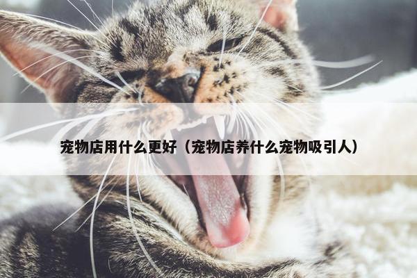宠物店用什么更好（宠物店养什么宠物吸引人）