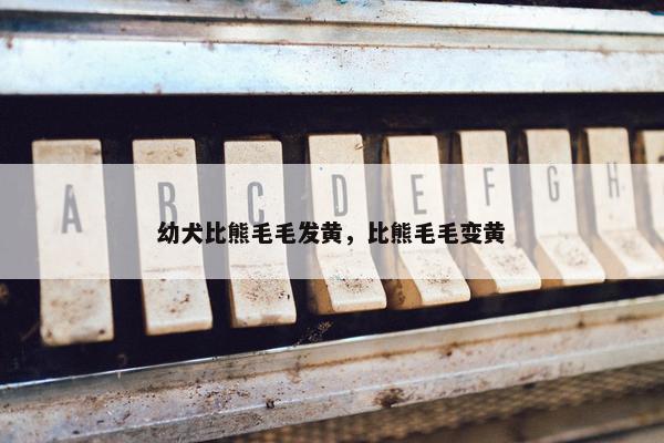 幼犬比熊毛毛发黄，比熊毛毛变黄