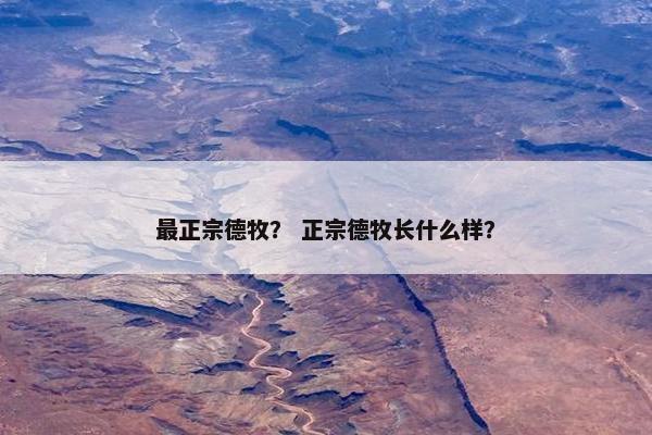 最正宗德牧？ 正宗德牧长什么样？