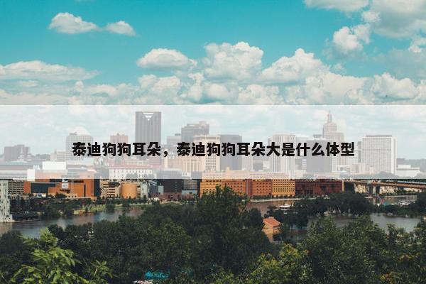 泰迪狗狗耳朵，泰迪狗狗耳朵大是什么体型