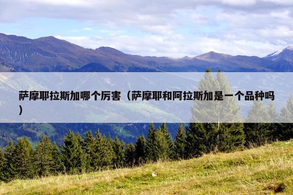 萨摩耶拉斯加哪个厉害（萨摩耶和阿拉斯加是一个品种吗）
