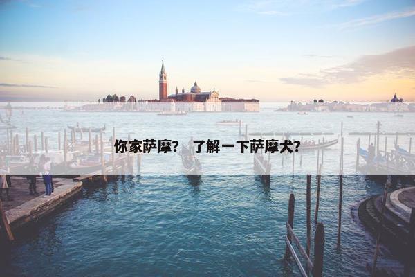 你家萨摩？ 了解一下萨摩犬？