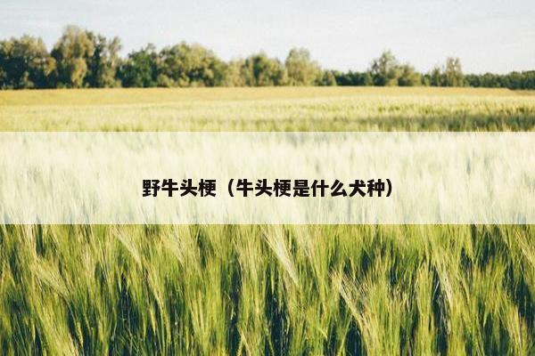 野牛头梗（牛头梗是什么犬种）