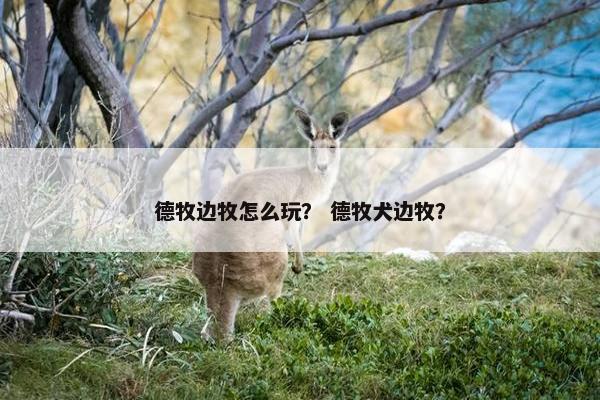 德牧边牧怎么玩？ 德牧犬边牧？