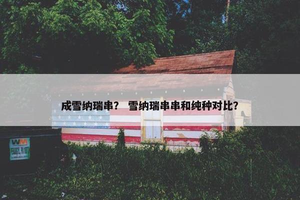 成雪纳瑞串？ 雪纳瑞串串和纯种对比？