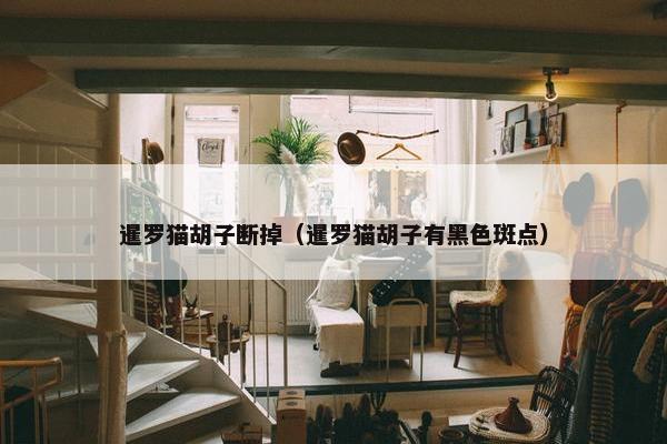 暹罗猫胡子断掉（暹罗猫胡子有黑色斑点）