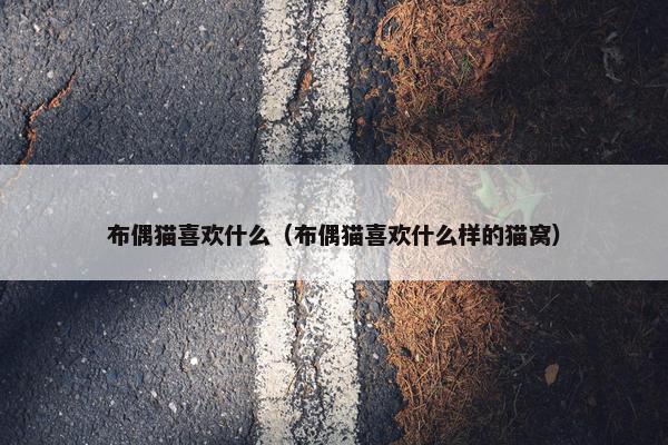 布偶猫喜欢什么（布偶猫喜欢什么样的猫窝）