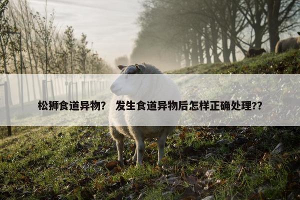 松狮食道异物？ 发生食道异物后怎样正确处理?？